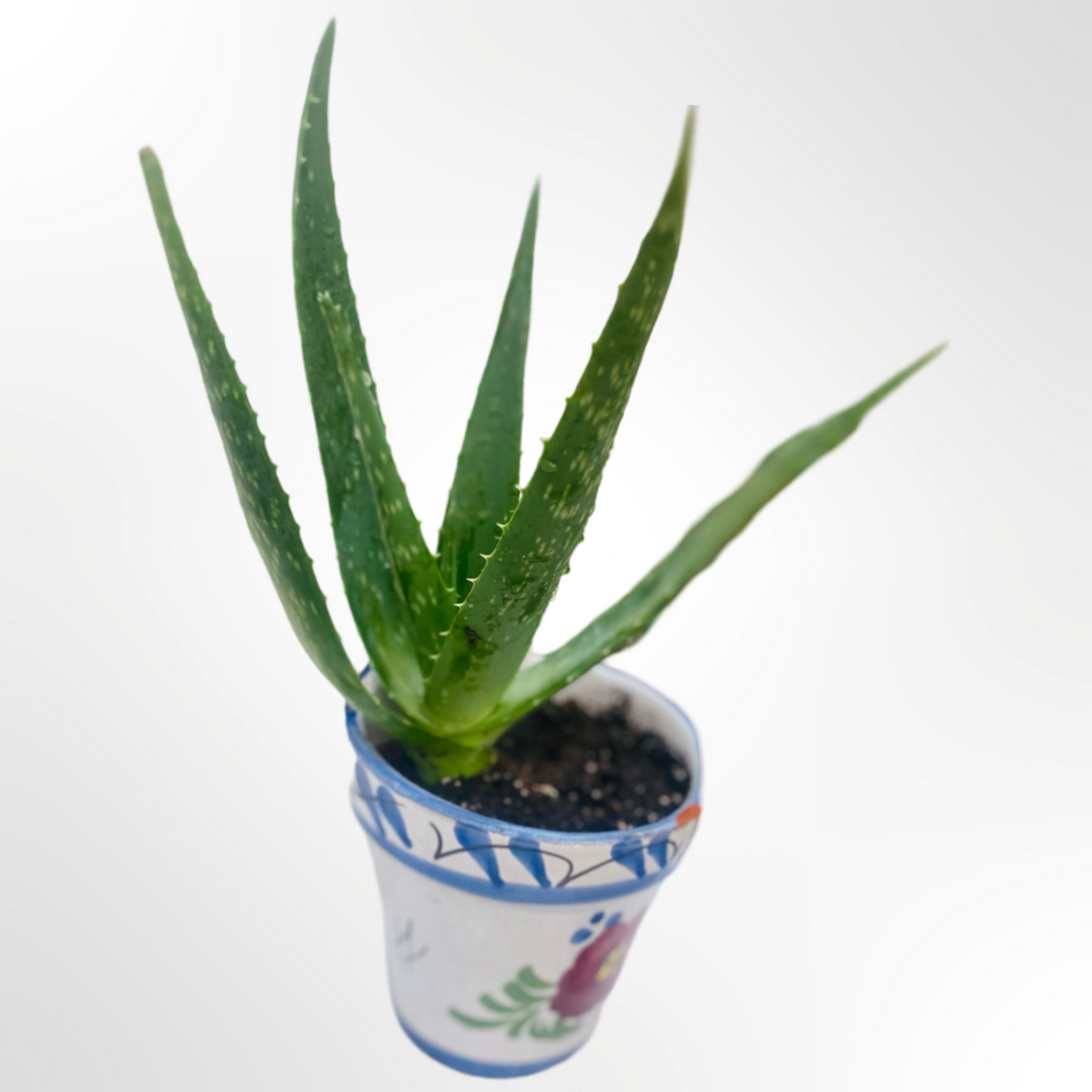 Aloe Vera Healing Plant for Garden and Homes