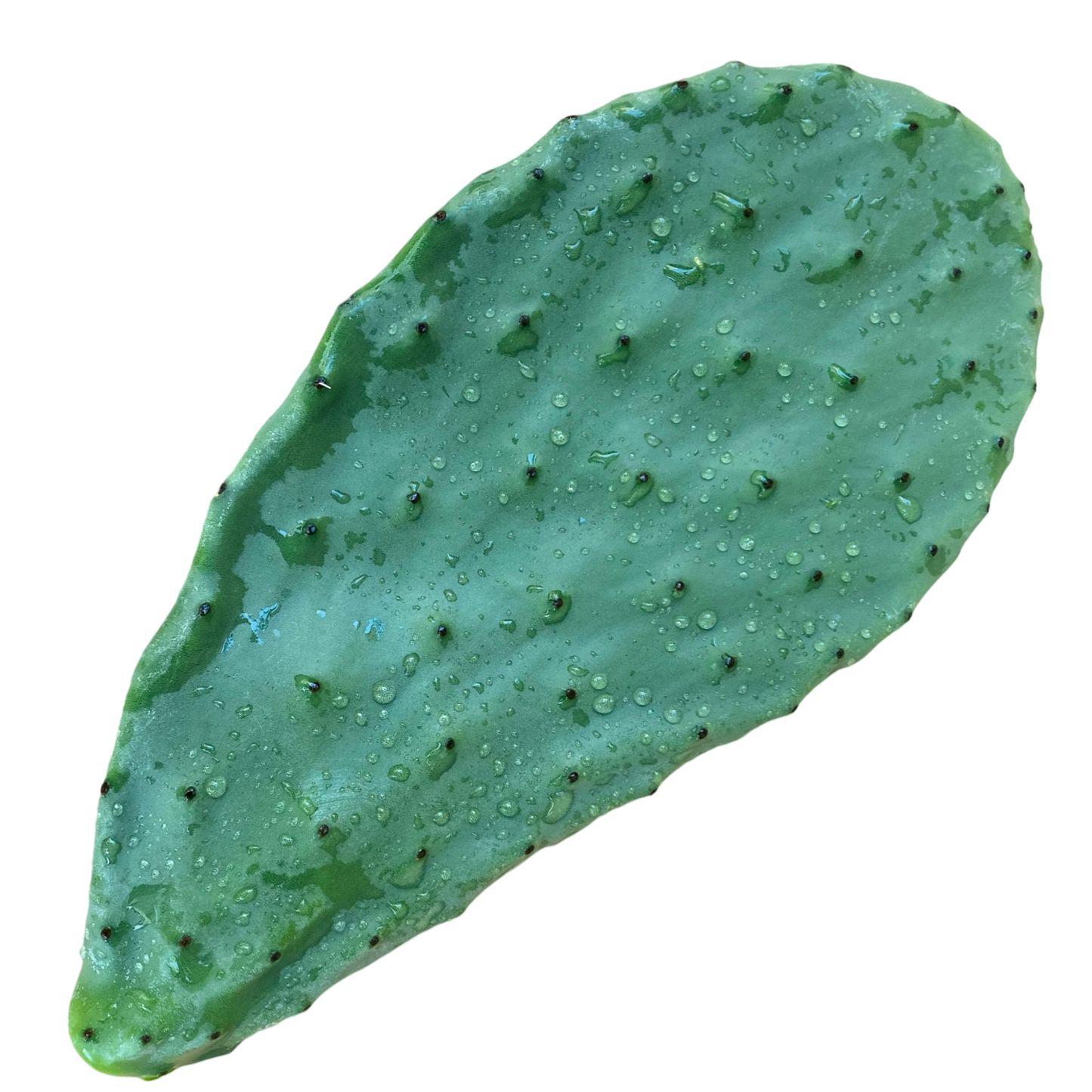 A Nopales Cactus (Spineless Prickly Pear)