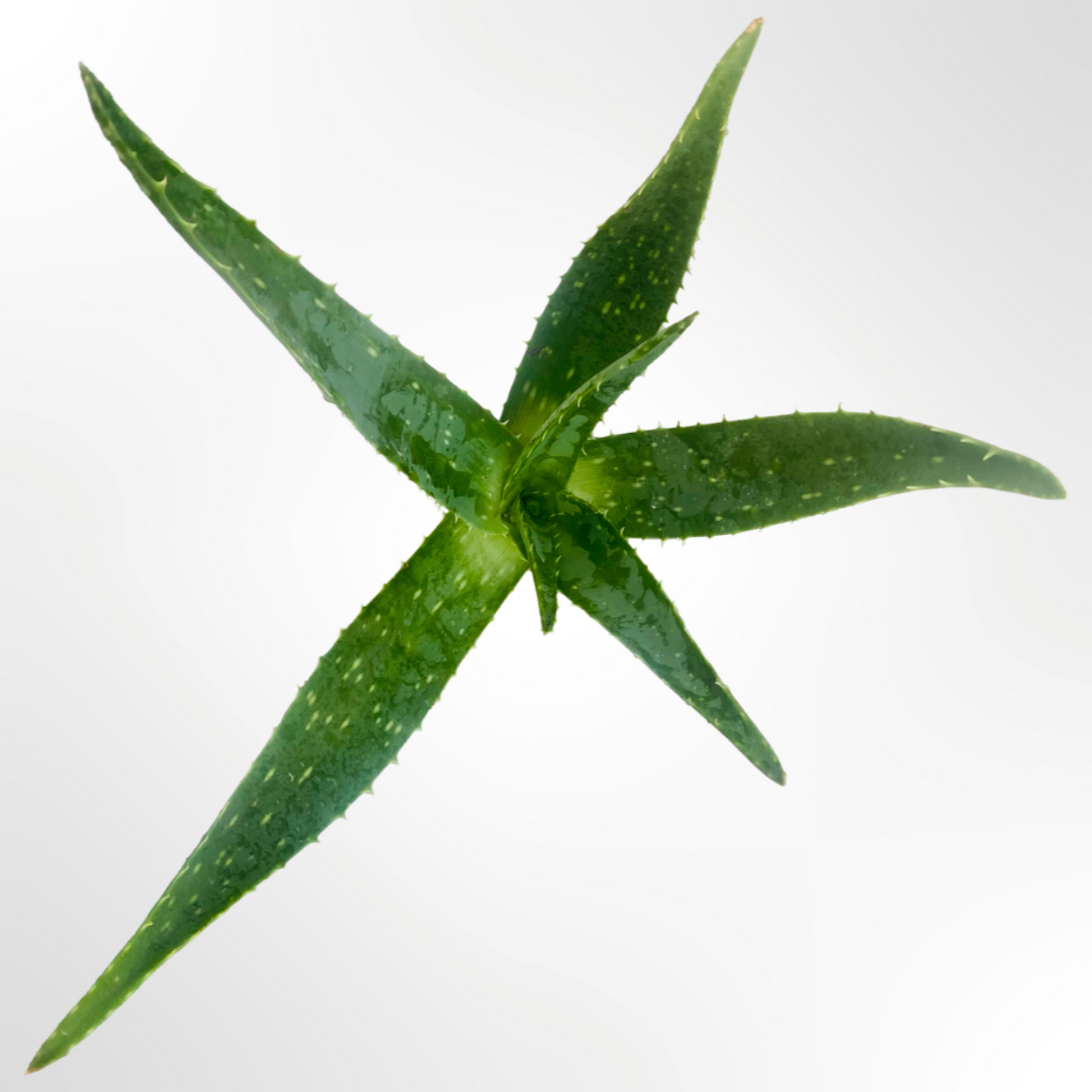 transparent aloe vera plant Your Home Needs This Healing Plant