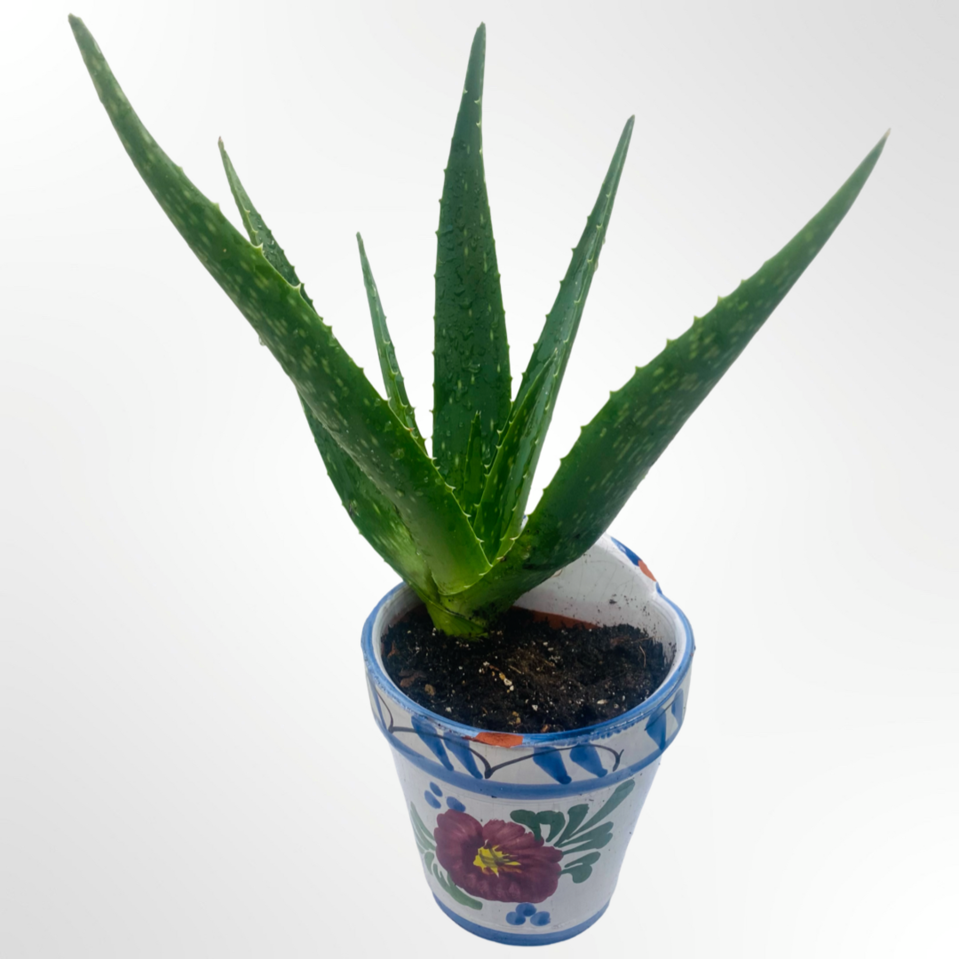is aloe vera plant good for home Your Home Needs This Healing Plant