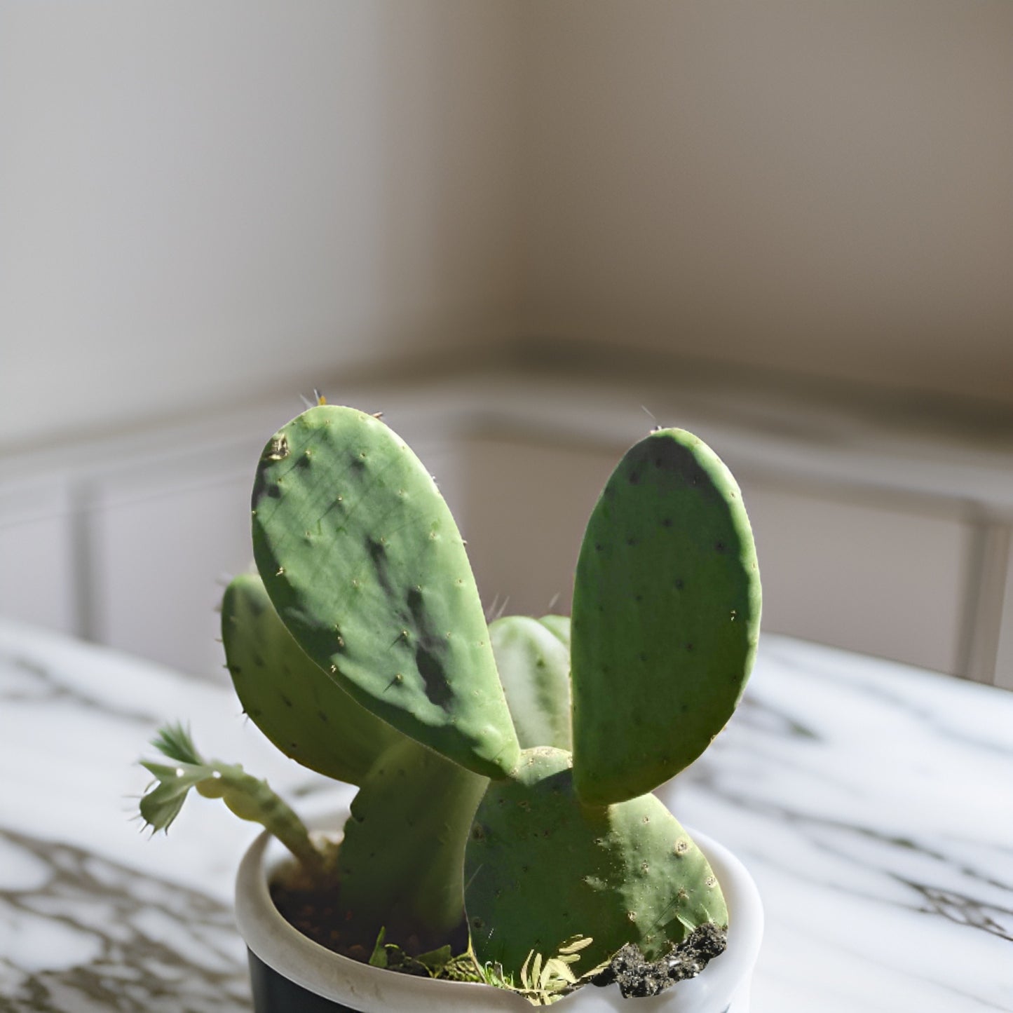 A Nopales Cactus (Spineless Prickly Pear)